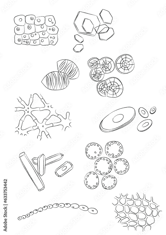 10 Scientific Drawings - Biology