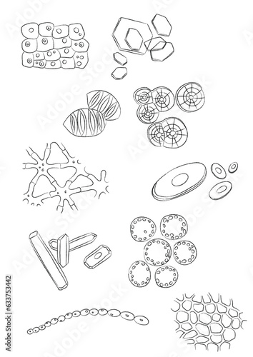 10 Scientific Drawings - Biology © Nina
