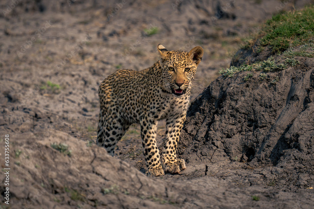 Fototapeta premium Leopard cub stands between dry earth banks