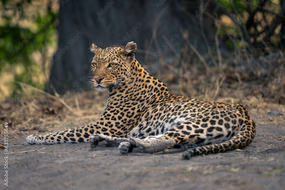 Leopard lies on sandy ground near tree Leopard lies on sandy ground near tree