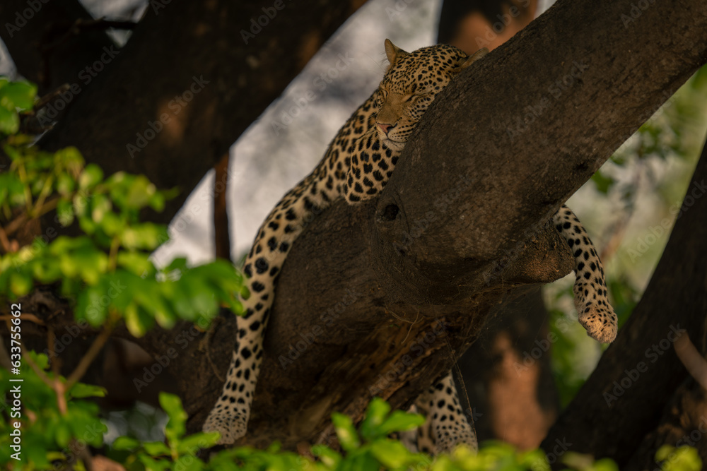 Leopard lies sleeping in tree straddling branch Leopard lies sleeping in tree straddling branch