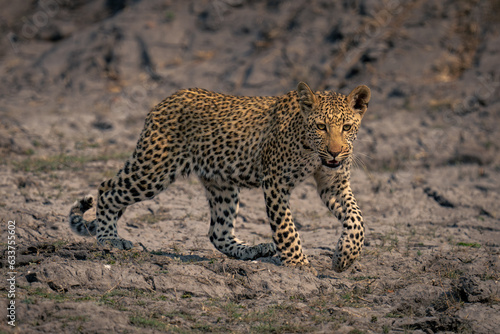 Leopard cub crosses sunny riverbed lifting paw