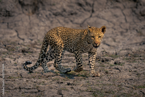 Leopard cub walks across riverbed lifting paw