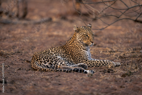 Leopard lies on sandy ground looking right