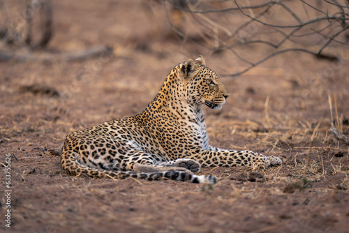Leopard lies on sand holding head up