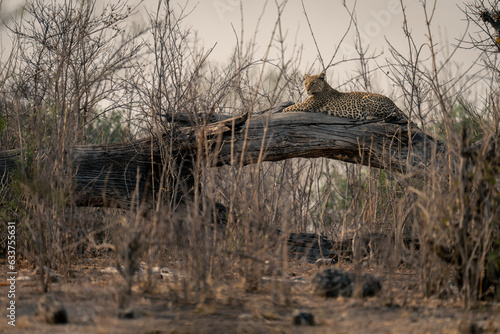 Leopard lies in bushes on dead branch