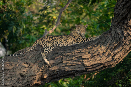 Leopard lies on horizontal branch looking down