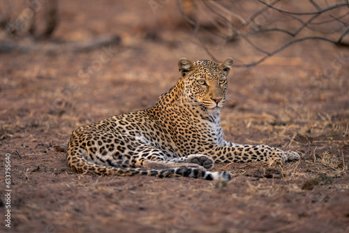 Leopard lies on sandy ground staring ahead