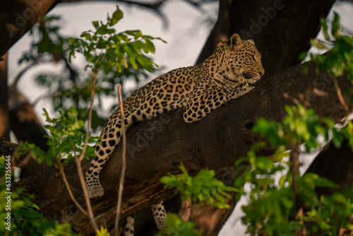 Leopard lies on thick branch among leaves