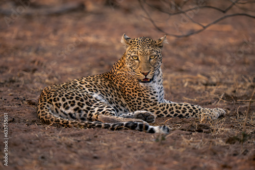 Leopard lies on sandy ground watching camera