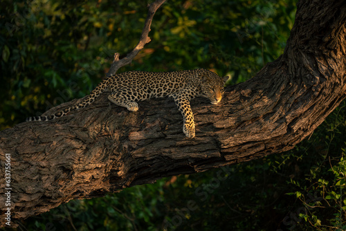 Leopard lies on tree trunk looking below