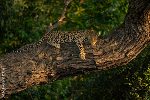 Leopard lies on thick trunk looking below