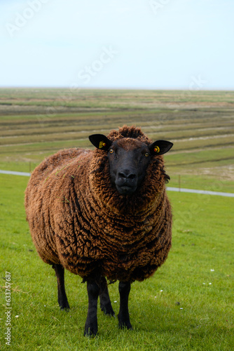 portrait of a black sheep