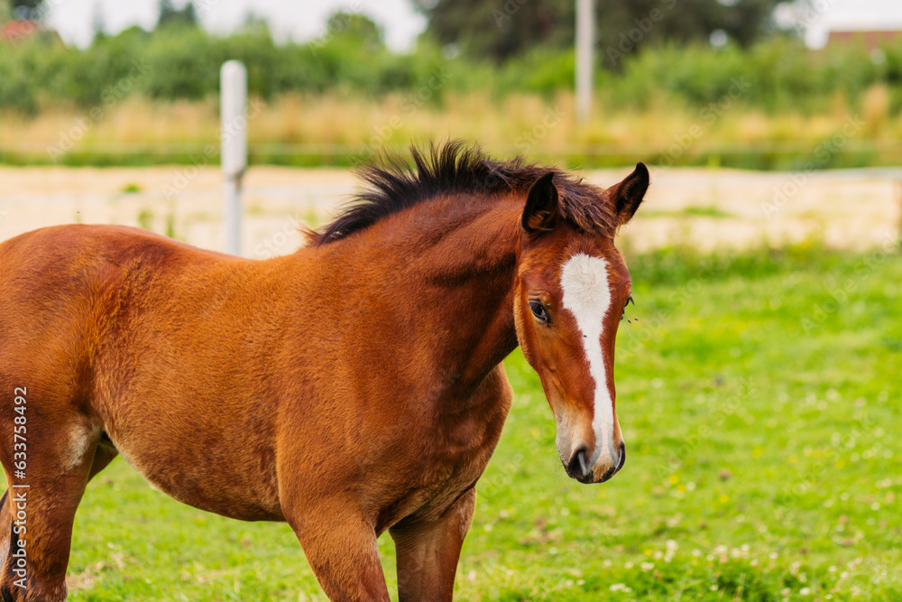 A brown stallion grazes in a pasture. Green meadow for horses. The horse grazes on a green meadow near the forest in the village. Countryside and horse breeding. Horseback Riding. A brown stallion grazes in a pasture. Green meadow for horses. The horse grazes on a green meadow near the forest in the village. Countryside and horse breeding. Horseback Riding.