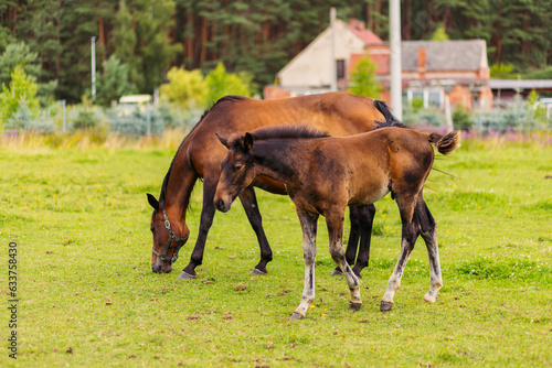 Two little ponies stand side by side, leaning against each other. Two-month-old ponies are grazing in the pasture. Horses for sale. Raising horses for sale.