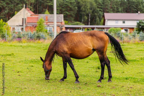 A brown stallion grazes in a pasture. Green meadow for horses. The horse grazes on a green meadow near the forest in the village. Countryside and horse breeding. Horseback Riding.