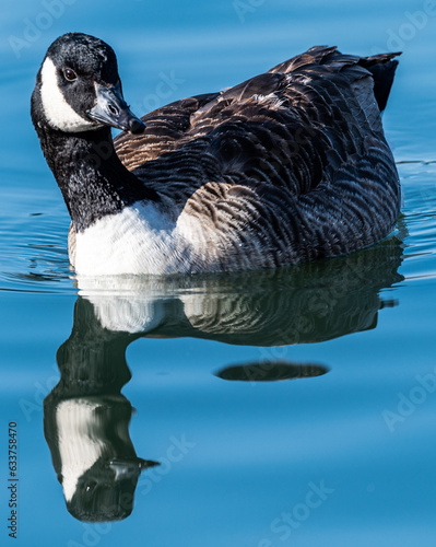 Canada Goose