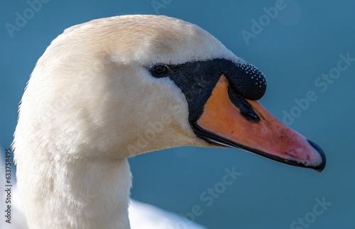 Mute swan's head