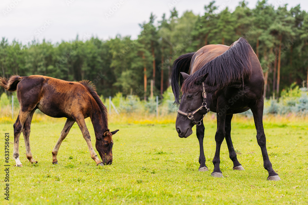 An adult horse and a young foal graze on a green field against a cloudy sky.