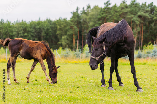 An adult horse and a young foal graze on a green field against a cloudy sky. © Sabina Rasulova