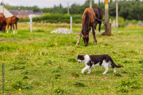 Photography The cat walks on a green field