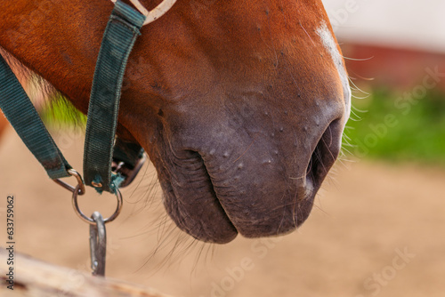 Horse lips close up. The horse's nostrils and mustaches stick out in different directions. Muzzle of a horse with a snaffle. Ammunition for horses.