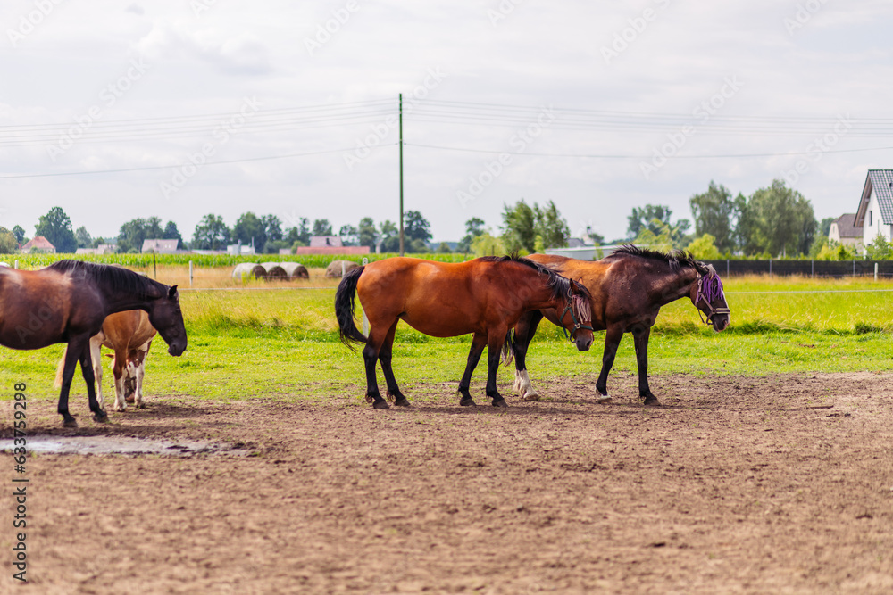 Two brown horses grazing in a pasture in early summer in Quebec, Canada Two brown horses grazing in a pasture in early summer in Quebec, Canada