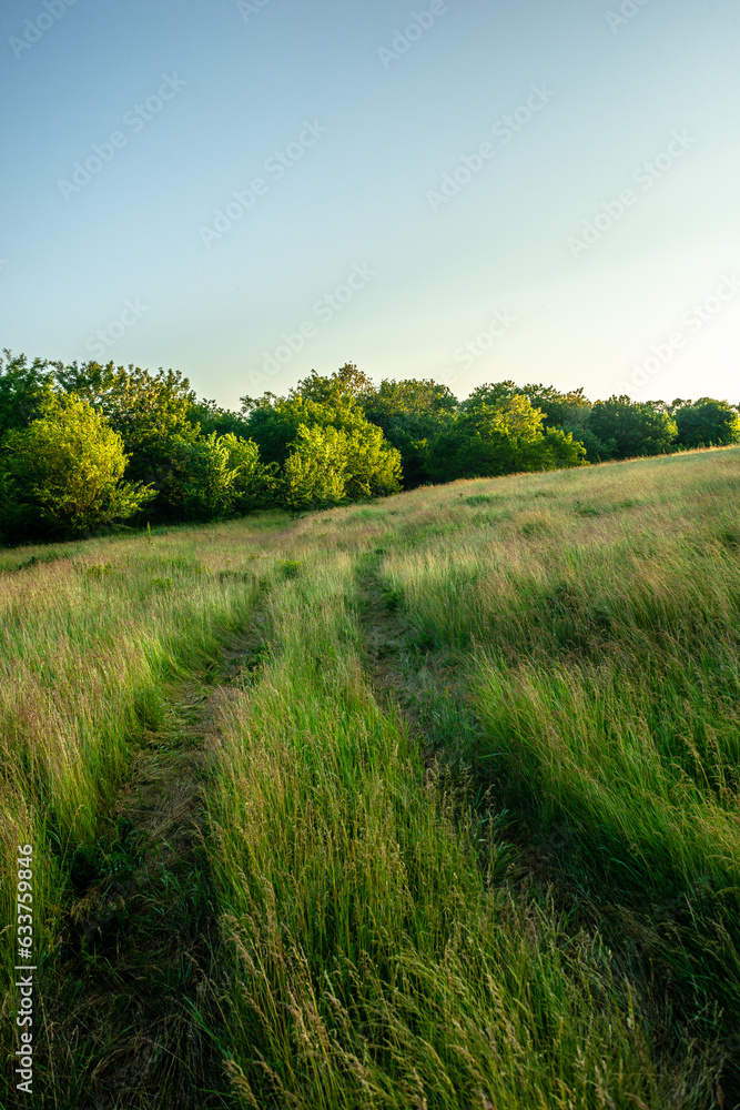 Obraz premium landscape with grass and sky