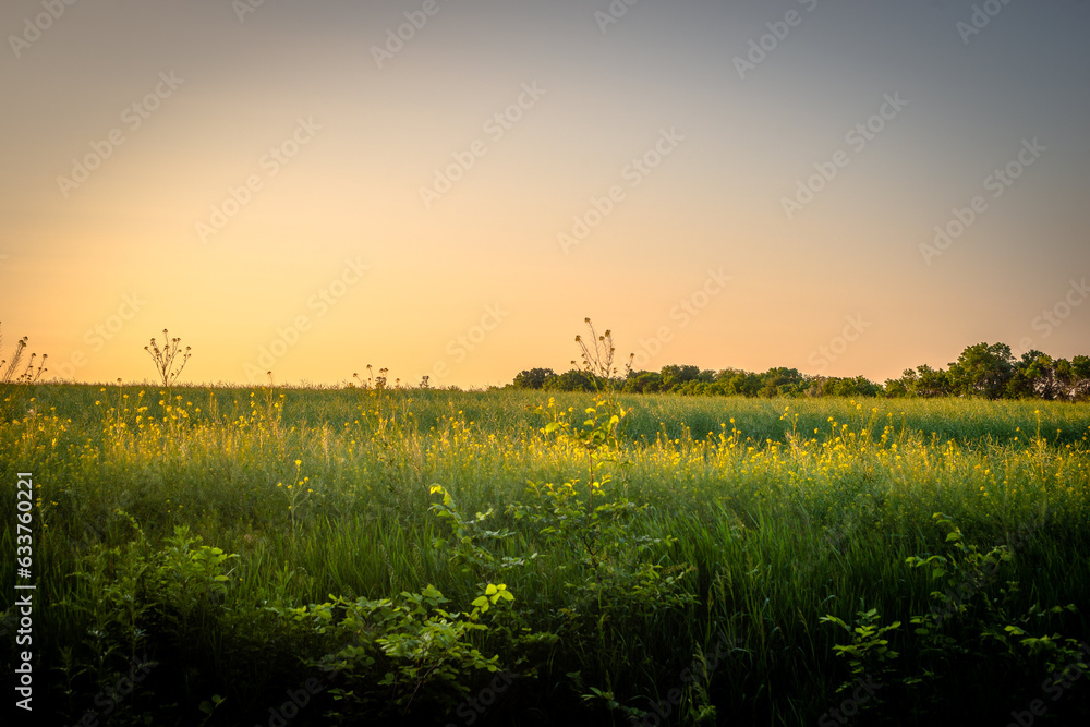 Obraz premium sunset in the field