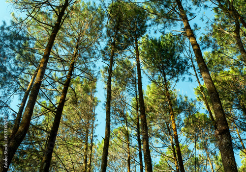 Pinus merkusii, the Merkus pine or Sumatran pine canopy, natural forest background