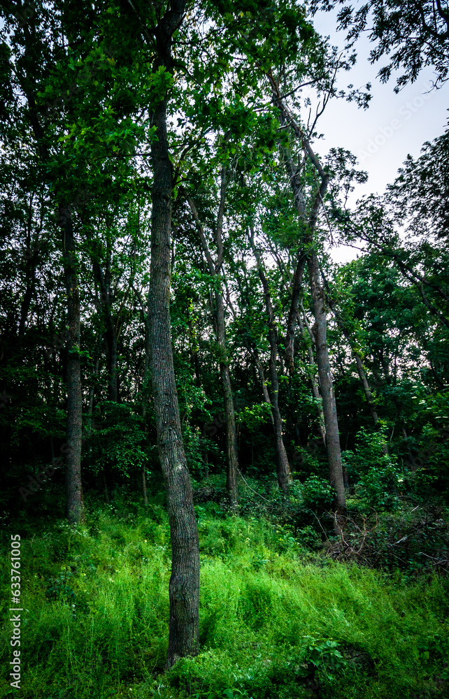 forest in the evening forest in the evening