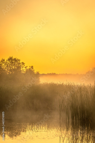 golden sunrise over the river with tree andreeds in mist at summer morning © Александр Рябинин