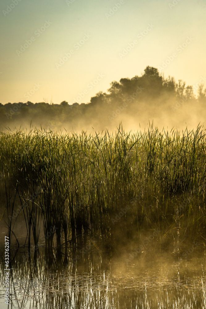 Fog on the lake , golden hour , golden sunrise , fogy morning . Trees and fog . Sunny morning , golden fog , lights of sun . Birds on water , lake with birds , nature in morning , summer landscape Fog on the lake , golden hour , golden sunrise , fogy morning . Trees and fog . Sunny morning , golden fog , lights of sun . Birds on water , lake with birds , nature in morning , summer landscape