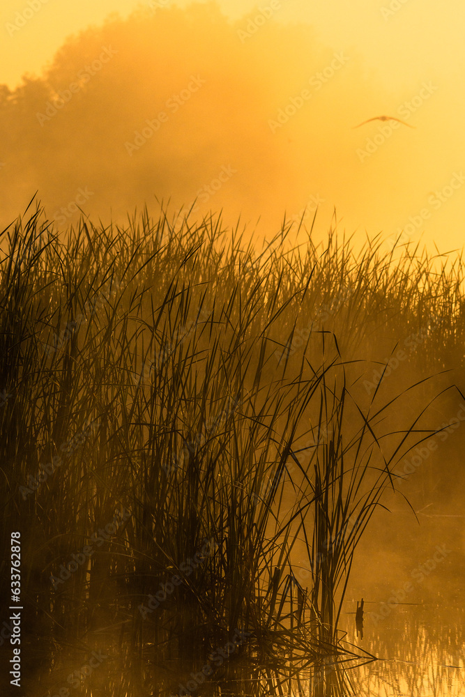 Obraz premium Fog on the lake , golden hour , golden sunrise , fogy morning . Trees and fog . Sunny morning , golden fog , lights of sun . Birds on water , lake with birds , nature in morning , summer landscape