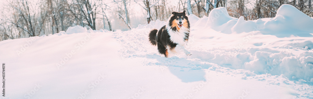 panorama panoramic Funny Young Shetland Sheepdog, Sheltie, Collie Fast Running Outdoor In Snowy Park. Playful Pet In Winter Forest.