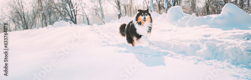 Obraz na płótnie panorama panoramic Funny Young Shetland Sheepdog, Sheltie, Collie Fast Running Outdoor In Snowy Park. Playful Pet In Winter Forest. w salonie