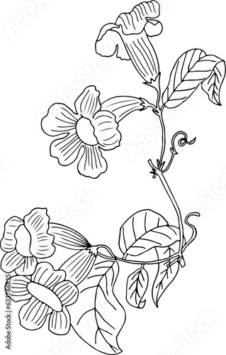 Floral Botanical Illustration Line Drawing 