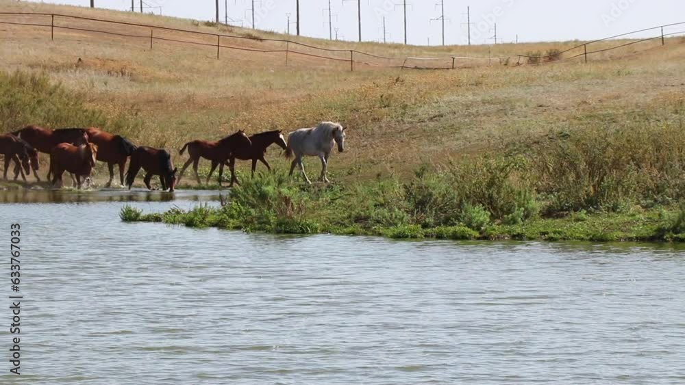a large herd of beautiful horses bathe in the river a large herd of beautiful horses bathe in the river