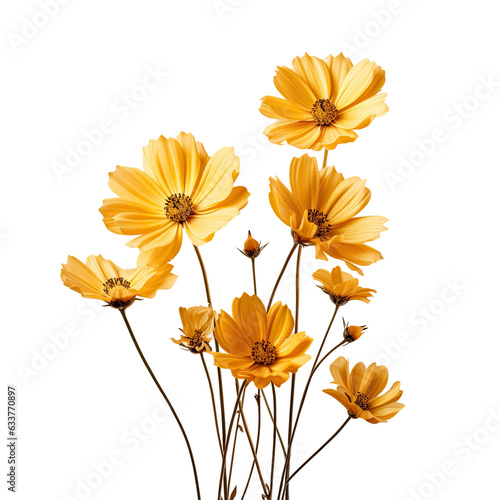 Yellow flowers on a transparent background