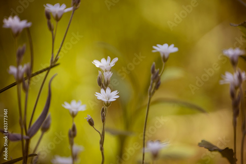 Fototapeta Naklejka Na Ścianę i Meble -  Delicate white flowers in a green forest.

