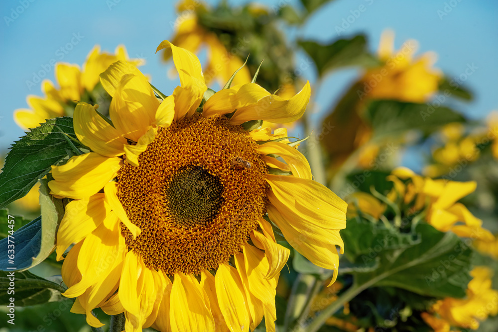 Obraz premium beautiful sunflower with wild bee, close-up, selective focus
