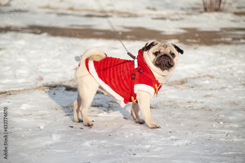 Fototapeta Naklejka Na Ścianę i Meble -  a young pug on a walk on a cold winter day, a dog in red clothes, selective focus