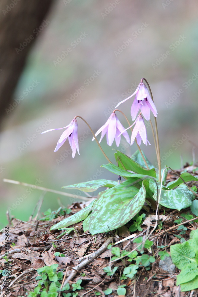 Erythronium japonicum, known as Asian fawn lily, Oriental fawn lily