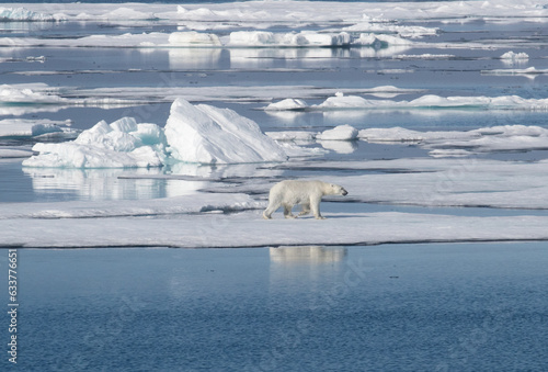 Swimming polar bear takes refuge on the ice pack