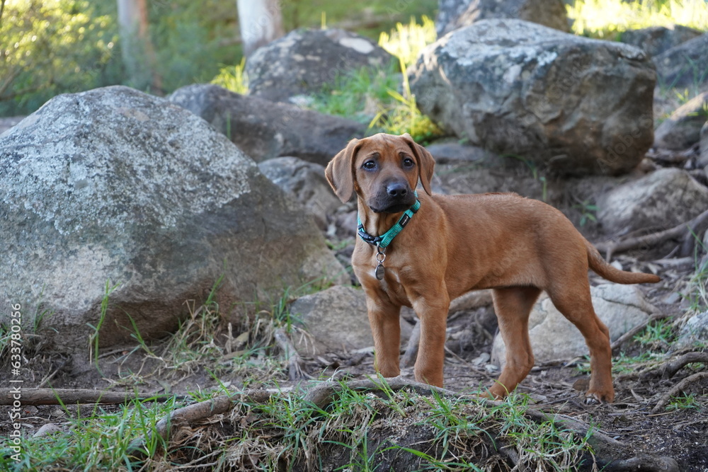 Cute little Rhodesian Ridgeback puppy, outdoors Cute little Rhodesian Ridgeback puppy, outdoors
