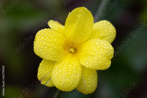 Primrose Jasmine or Jasminum mesnyi, bright yellow flowers, close up. Japanese or Chinese jasmines is woody vine, deciduous shrub, evergreen photo