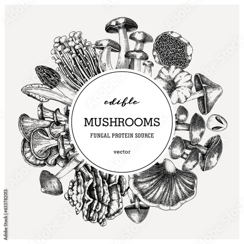 Forest mushrooms background. Edible mushrooms frame, vinatge card design. Fungi, healthy food, vegan product sketches. Autumn hand-drawn vector illustration. Engraved style design template