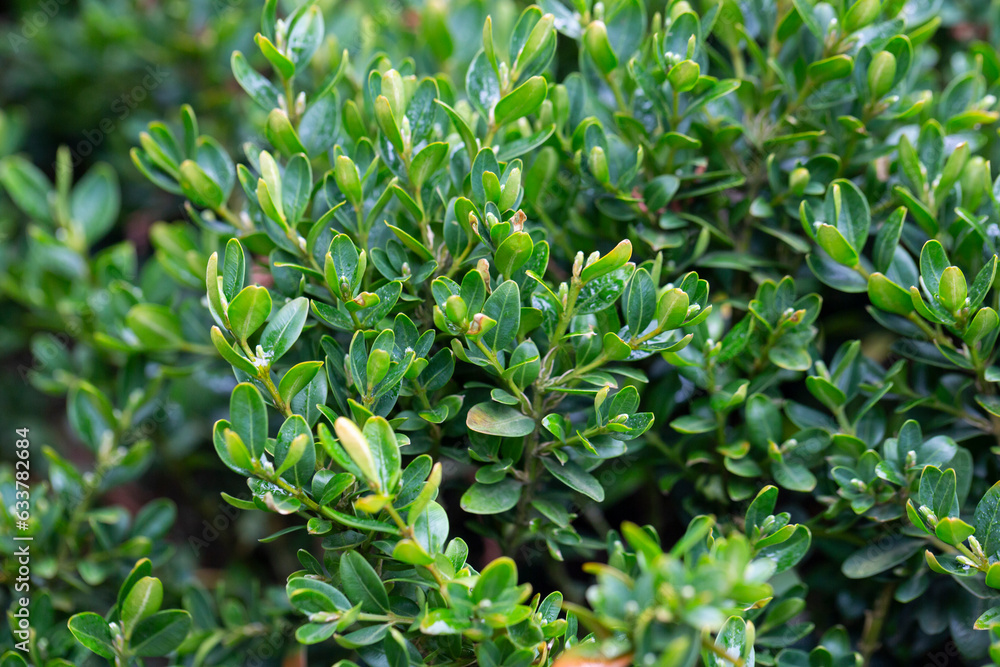 Obraz premium Fresh green buxus (Buxus sempervirens) leaves. Close-up of evergreen bush boxwood in the nature. Concept: Greenery, nature texture.