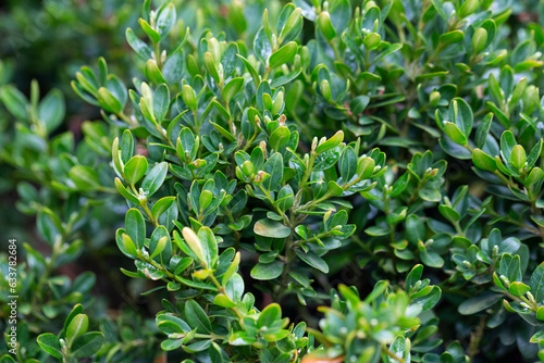 Fresh green buxus  Buxus sempervirens  leaves. Close-up of evergreen bush boxwood in the nature. Concept  Greenery  nature texture.