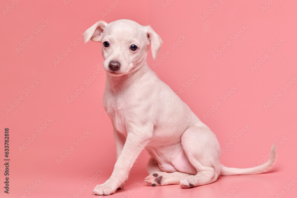 Portrait of cute Italian Greyhound puppy isolated on pink studio background. Small beagle dog white beige color.